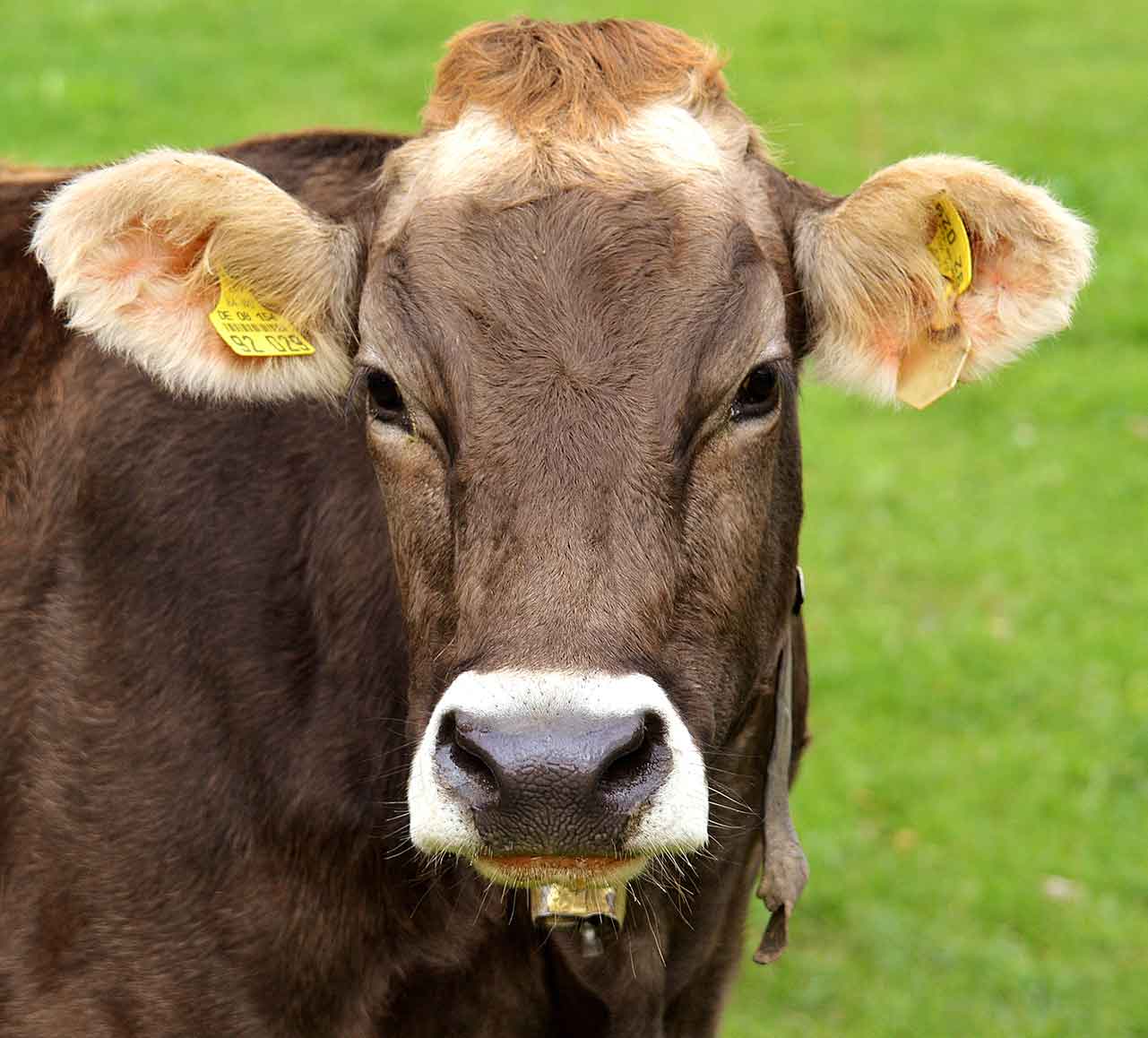 cow